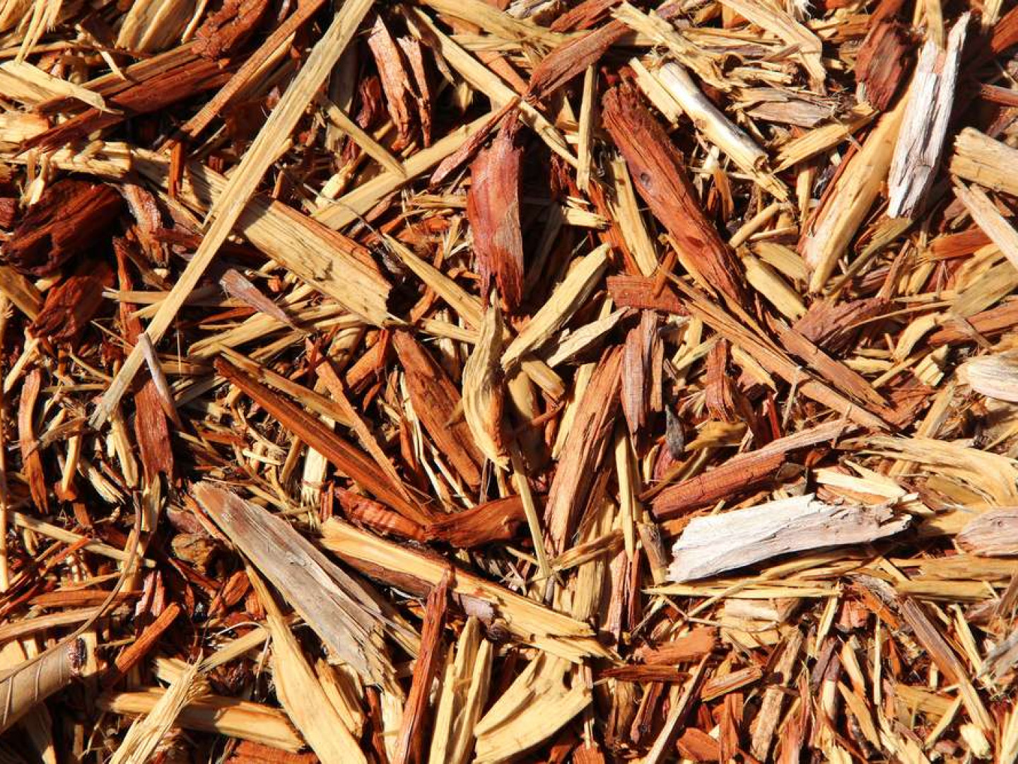 Forestry Mulching, Underbrush Clearing Bamberg, Orangeburg